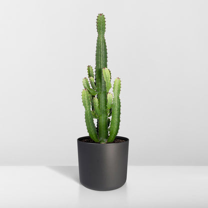 Euphorbia Acrurensis - Ø24cm - ↕60cm bei Pflanzfix24.de - Pflanzfix24.de