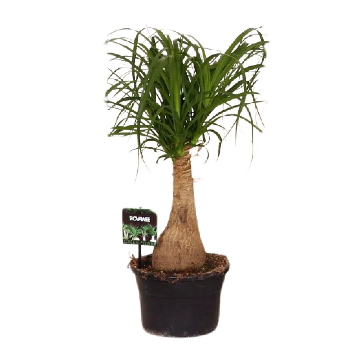 Beaucarnea Nolina - Ø19 ↕60 - Pflanzfix24.de - Pflanzfix24.de