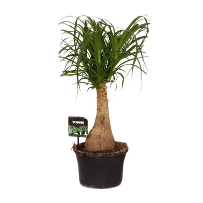 Beaucarnea Nolina - Ø19 ↕60 - Pflanzfix24.de - Pflanzfix24.de