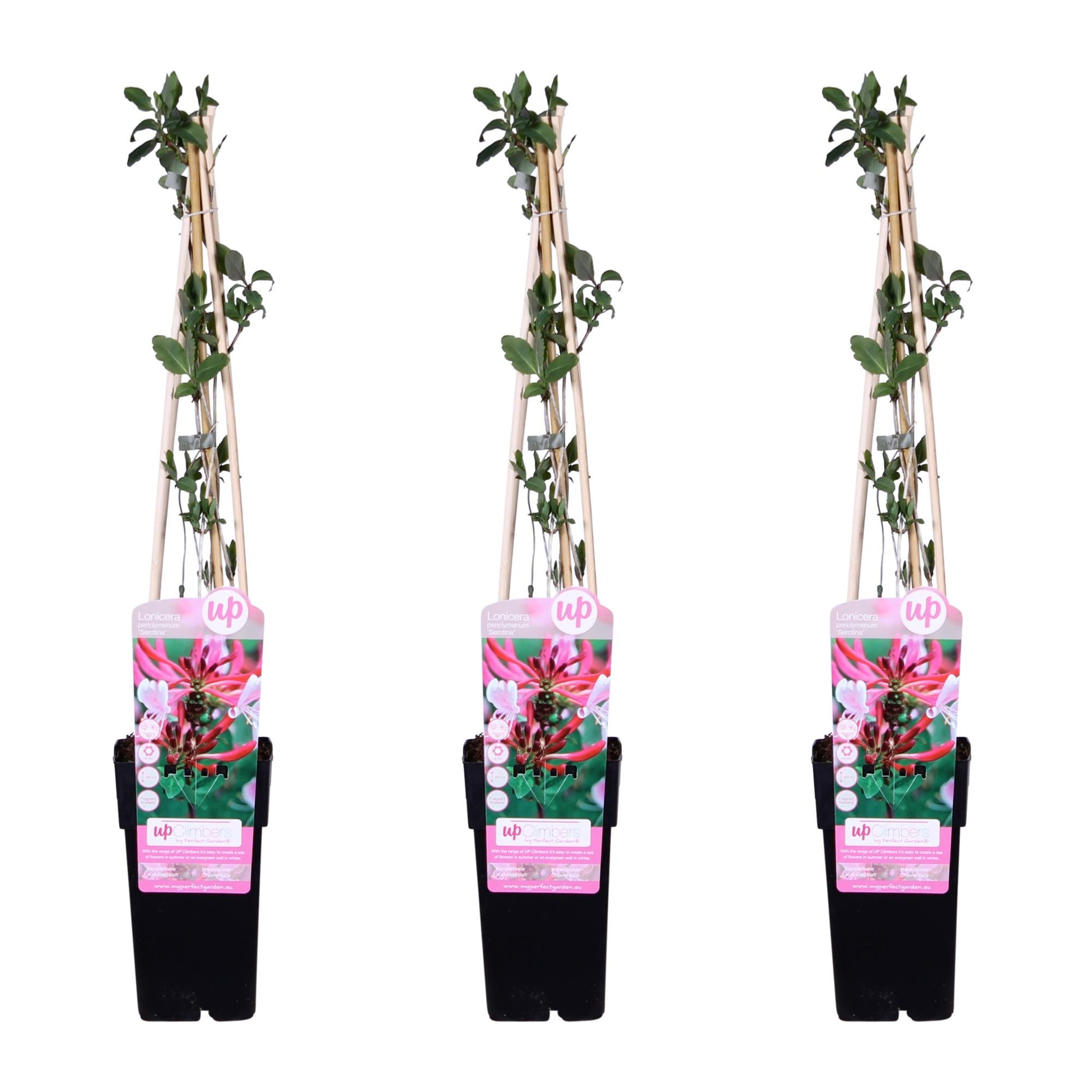 3x Lonicera periclymenum 'Serotina' - 65cm - Ø15 - Pflanzfix24.de - Pflanzfix24.de