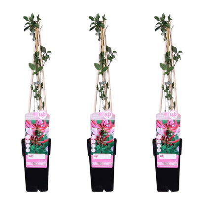 3x Lonicera periclymenum 'Serotina' - 65cm - Ø15 - Pflanzfix24.de - Pflanzfix24.de