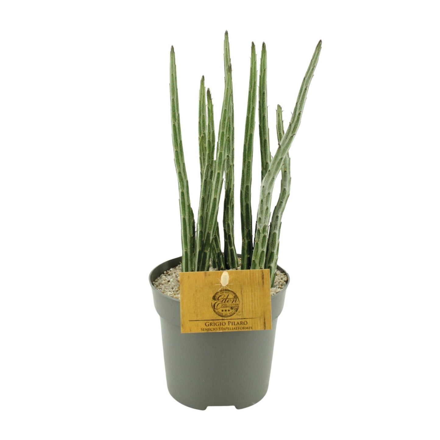 Senecio Stapeliaeformis - Ø10,5cm - ↕15cm - Pflanzfix24