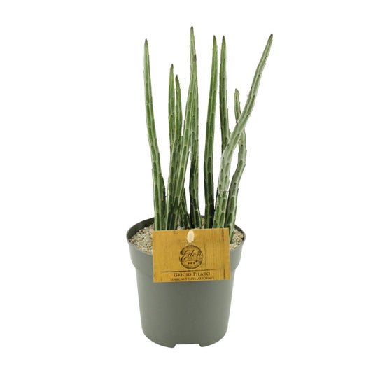 Senecio Stapeliaeformis - Ø10,5cm - ↕15cm - Pflanzfix24