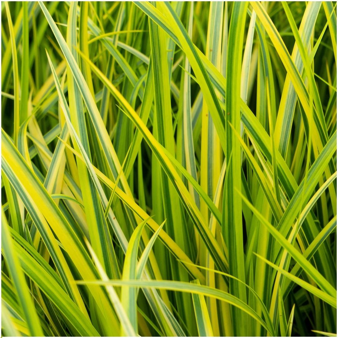 3 x Acorus gramineus 'Ogon' - Set von 3 - Ø 14 cm - Pflanzfix24