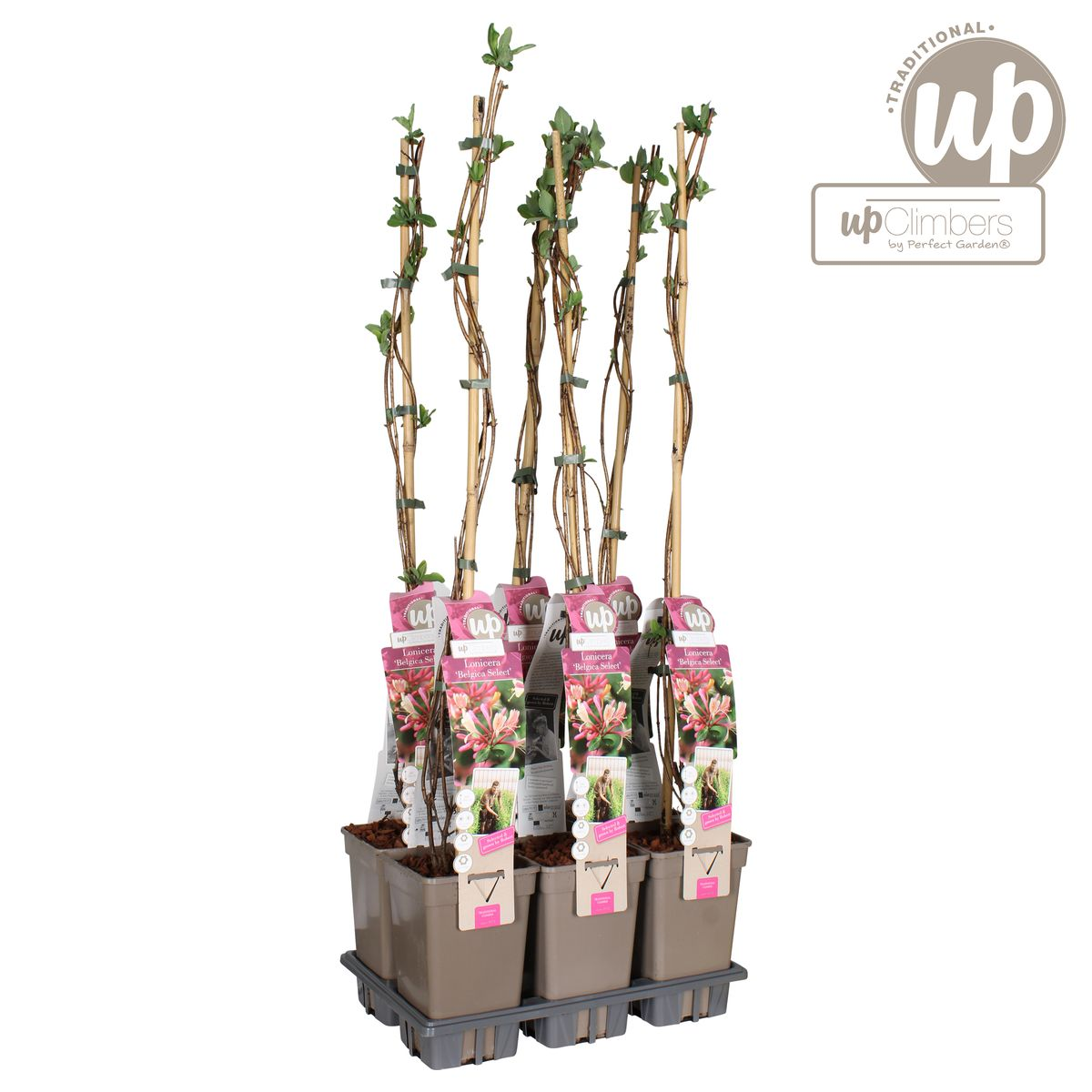 Lonicera periclymenum 'Belgica' - Ø15cm - ↕65cm - Pflanzfix24