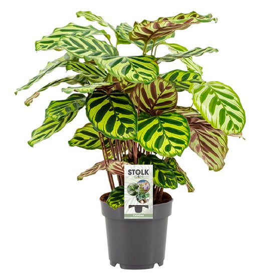Calathea Makoyana - Ø14cm - pflanzfix24