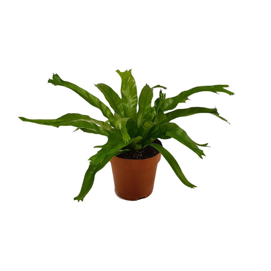 Asplenium Crissie - Ø12cm - ↕30cm - Pflanzfix24