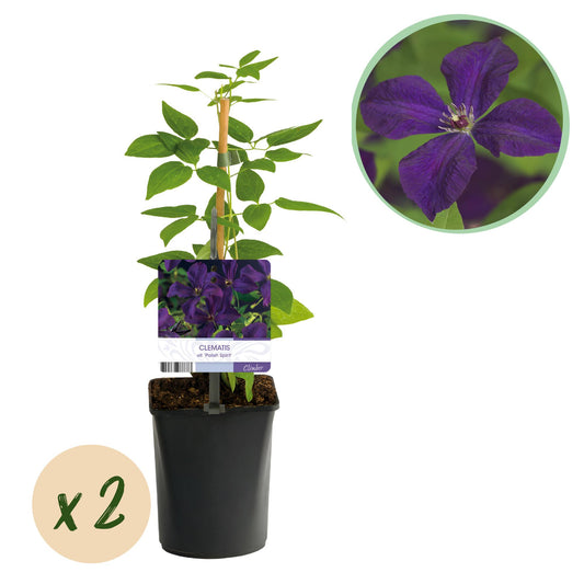 GreenboutiQ - Clematis vit. Polish Spirit - 2 Pflanzen - Pflanzfix24.de - Pflanzfix24.de