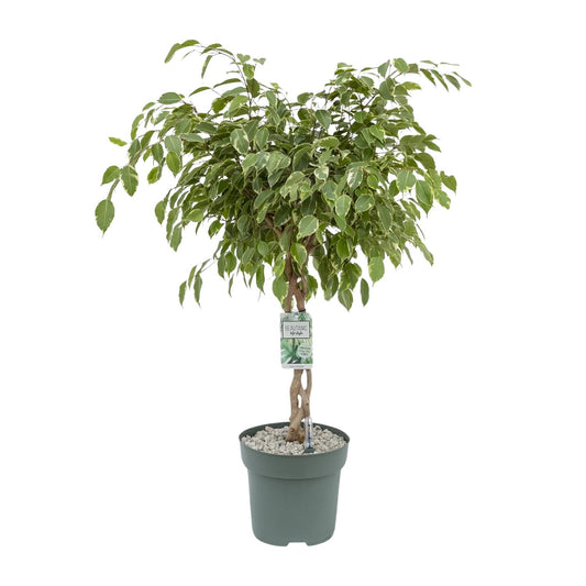 Ficus Safrana / Golden King - Ø27cm - ↕100cm - Pflanzfix24