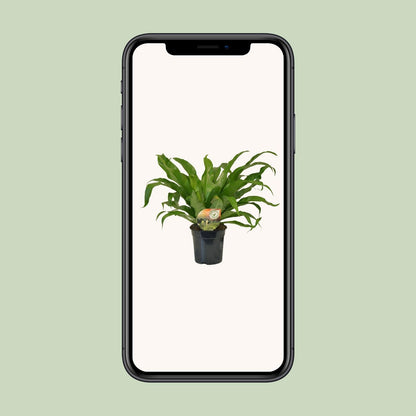 Asplenium Antiquum - Ø17cm - ↕40cm bei Pflanzfix24