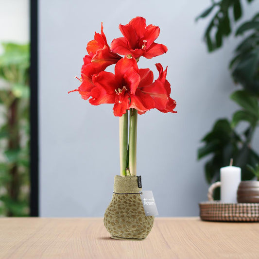 No Water Flowers® (wax amaryllis) | Fashionz Animal - Cheetah + Red flower - Pflanzfix24
