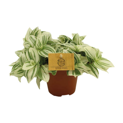 Tradescantia Brightness - Ø12 ↕20 bei Pflanzfix24.de - Pflanzfix24.de