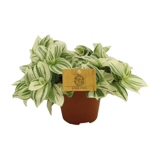 Tradescantia Brightness - Ø12 ↕20 bei Pflanzfix24.de - Pflanzfix24.de