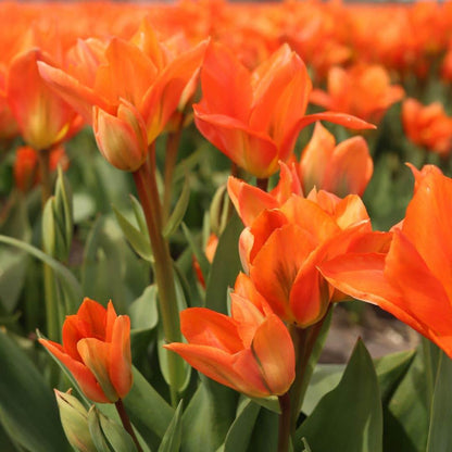 Flowerbulbs Amsterdam - Dutch Flower Mix - Luxusbox mittel, 40 Blumenzwiebeln - Pflanzfix24