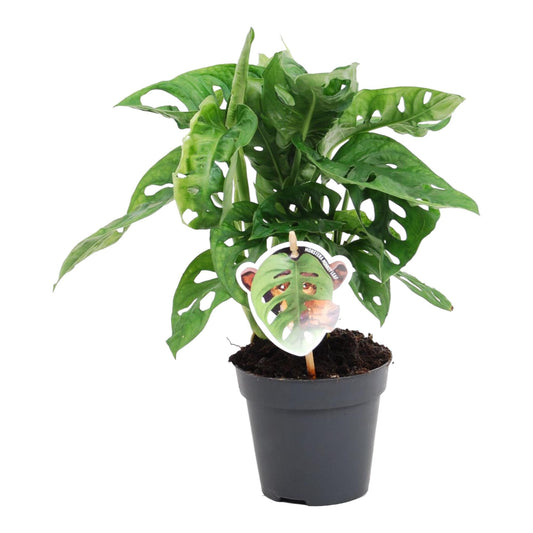 Monstera obliqua 'Monkey Leaf' 25 cm Ø12 cm | Pflanzfix24.de - Pflanzfix24.de