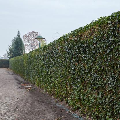 Hedera Hibernica - Efeu - gestäbt - ↨125 - 150 cm - Pflanzfix24.de - Pflanzfix24.de
