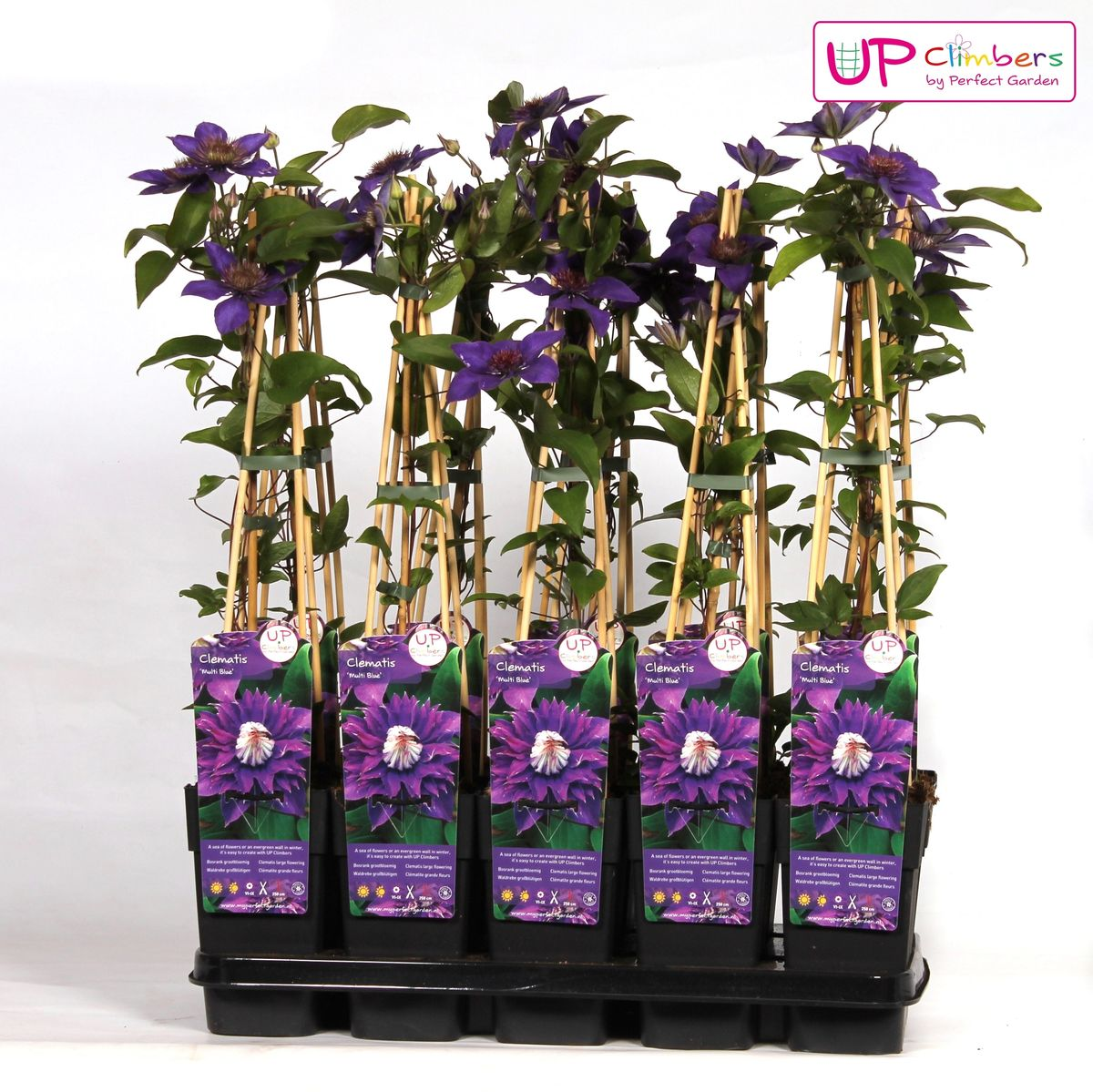 Clematis Multi Blue - Clematis Blauw - Ø15cm - Pflanzfix24.de - Pflanzfix24.de