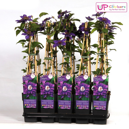 Clematis Multi Blue - Clematis Blauw - Ø15cm - Pflanzfix24.de - Pflanzfix24.de