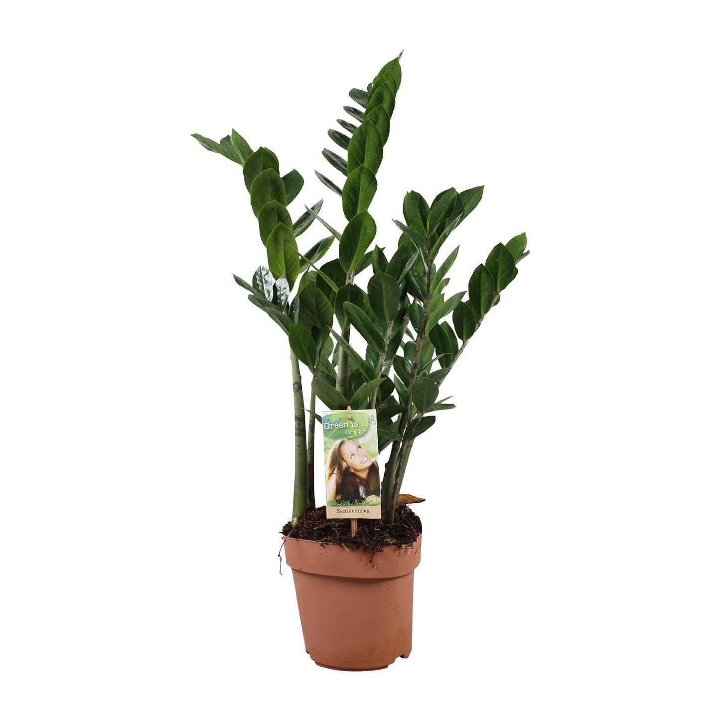 Zamioculcas 6-7 Veren - Hoogte 80-85 Cm. - Ø17cm - ↕80cm - Pflanzfix24