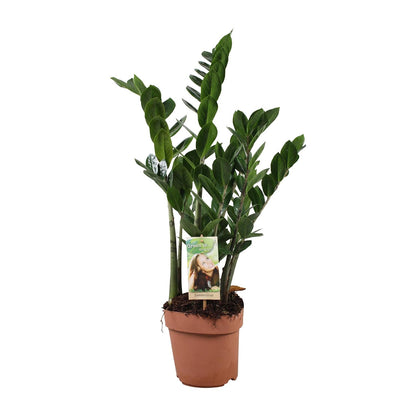 Zamioculcas 6-7 Veren - Hoogte 80-85 Cm. - Ø17cm - ↕80cm - Pflanzfix24