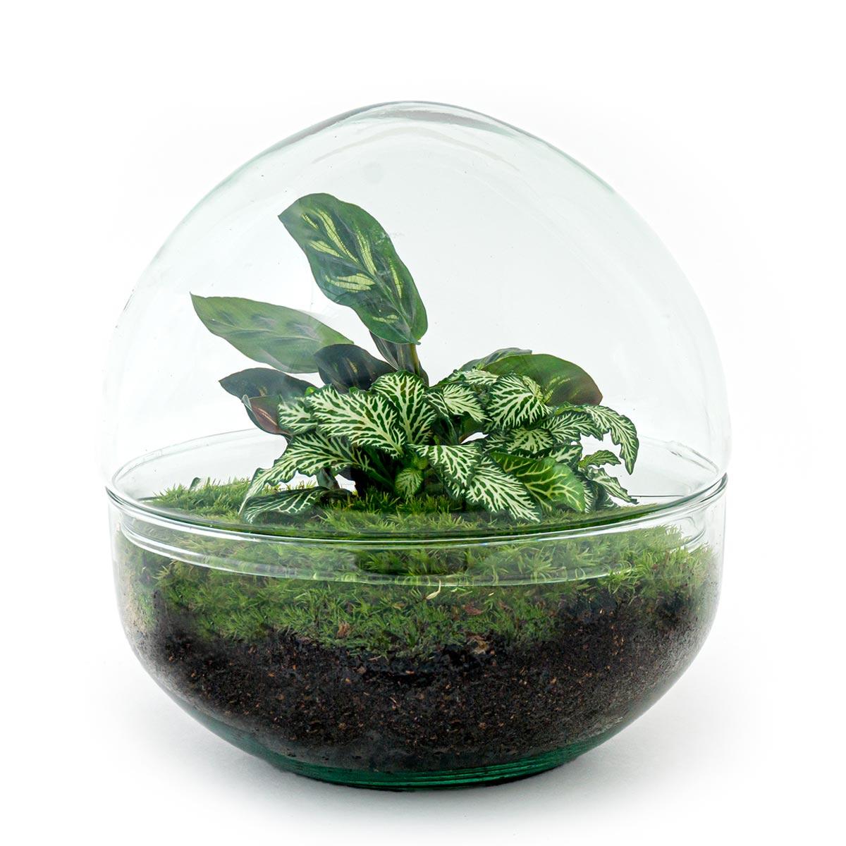 Flaschengarten Dome DIY-Set - Pflanzfix24.de - Pflanzfix24.de