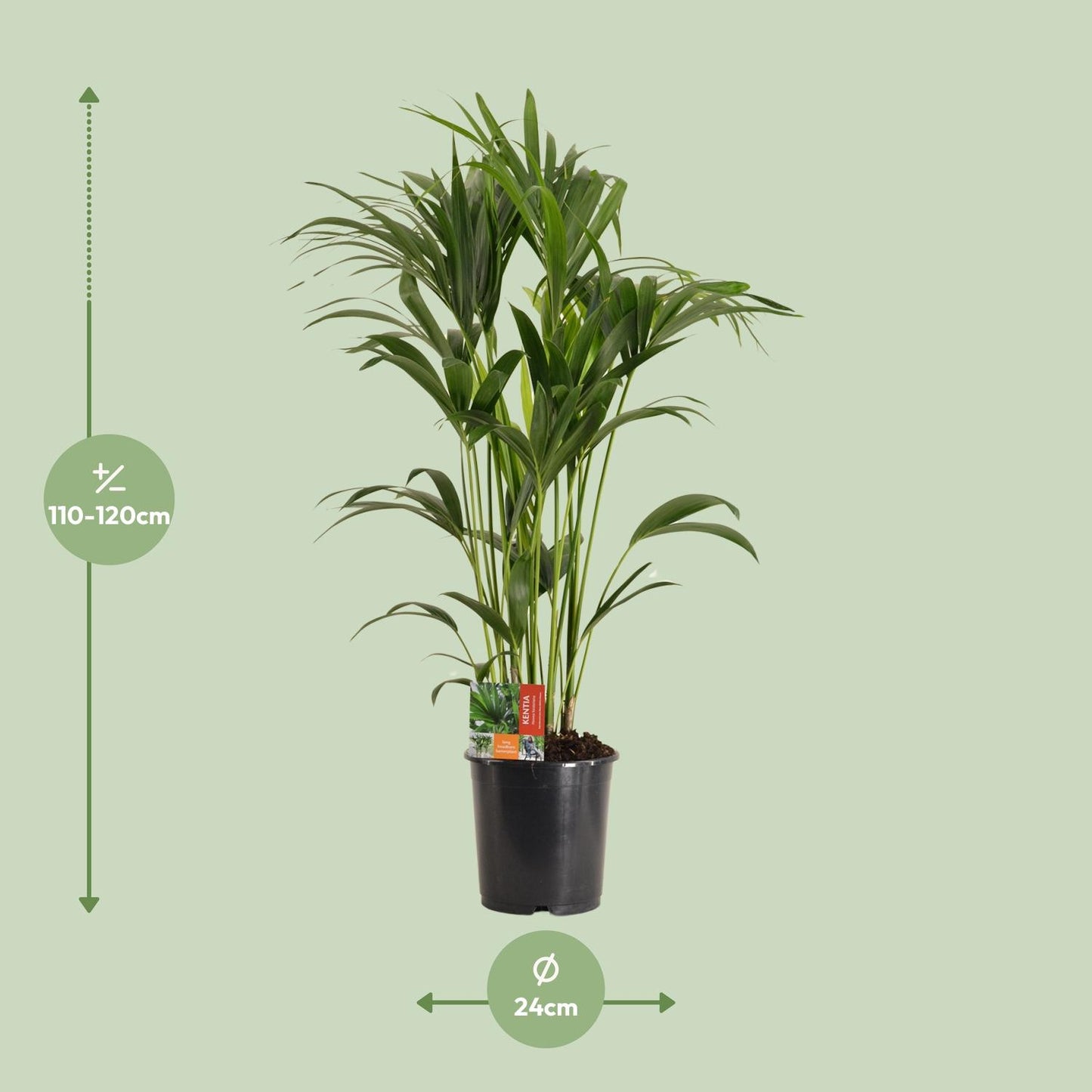 Kentia-Palme - Howea Forsteriana - Ø24cm - ↕120cm - pflanzfix24
