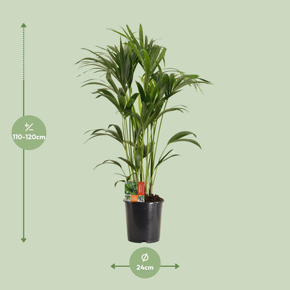 Kentia-Palme - Howea Forsteriana - Ø24cm - ↕120cm - pflanzfix24