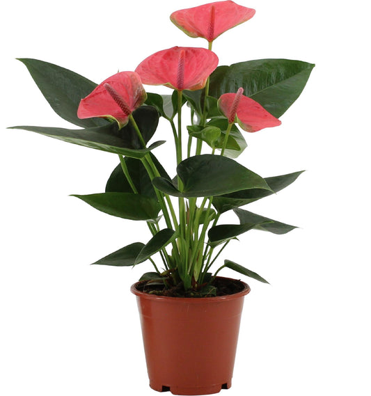 Anthurium Sweet Dream - Ø12cm - ↕36cm - Pflanzfix24
