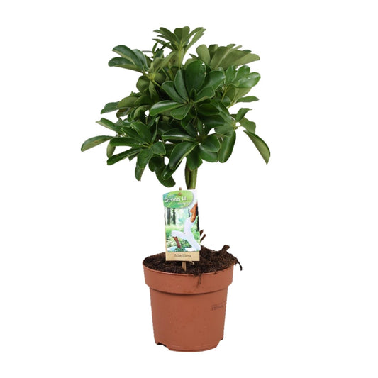 Schefflera Nora - Gevlochten Stam - Ø17cm - ↕60cm - Pflanzfix24