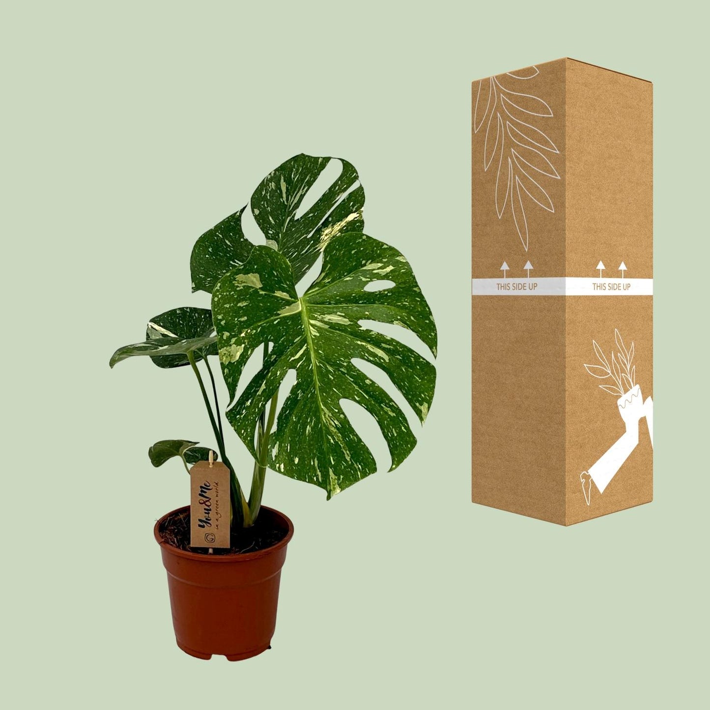 Monstera Deliciosa - Ø17cm - ↕50cm - Pflanzfix24