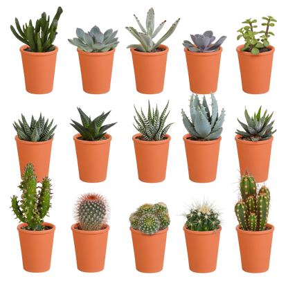 Kakteen und Sukkulenten Mix 5,5 cm | 15er Set - Terrakotta Topf - Pflanzfix24.de - Pflanzfix24.de
