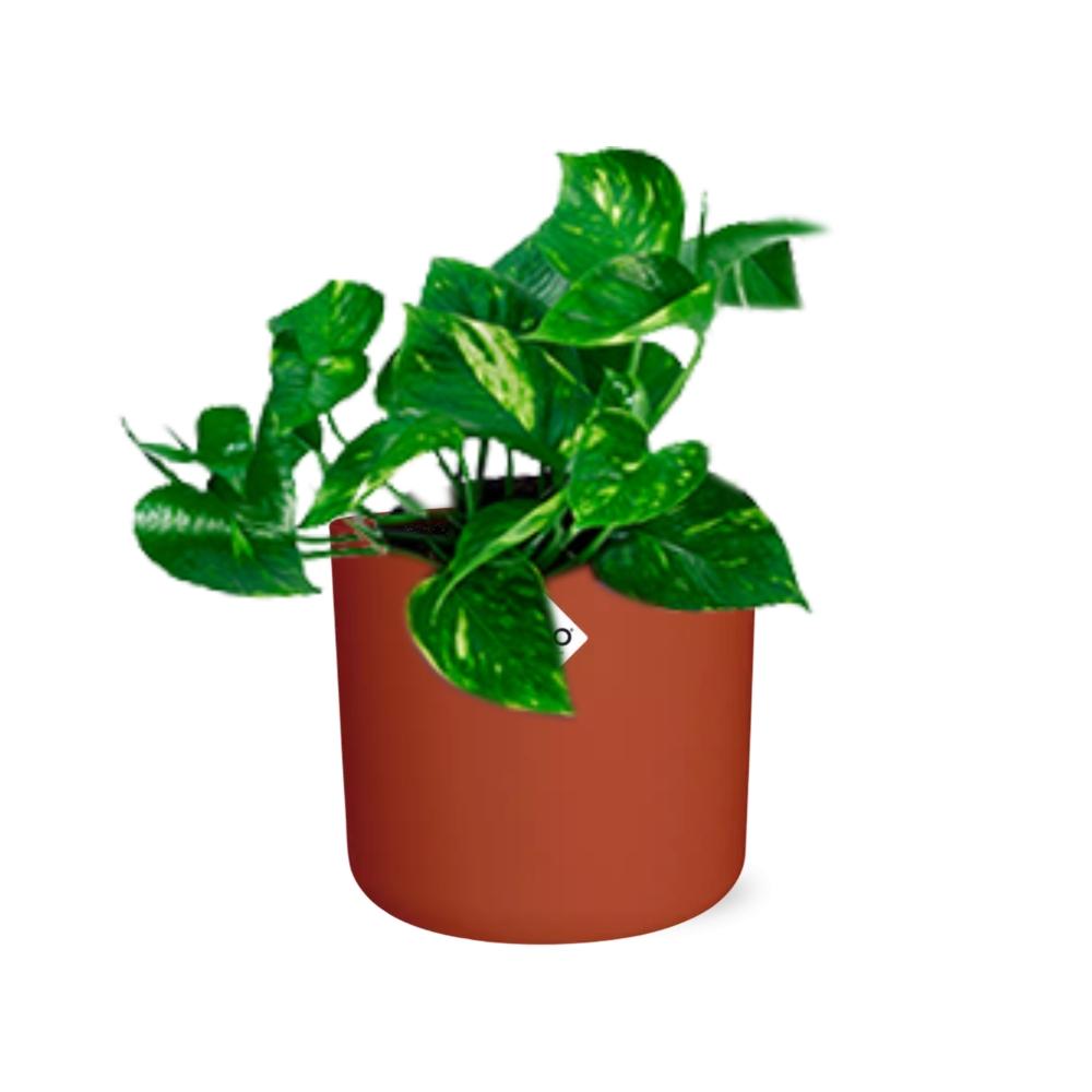 Epipremnum Pinnatum ‘Aureum’ in ELHO b.for soft rond 14cm brique - Pflanzfix24