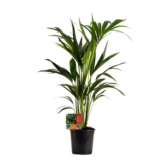 Kentia-Palme - Howea Forsteriana - Ø19cm - ↕100cm - Pflanzfix24