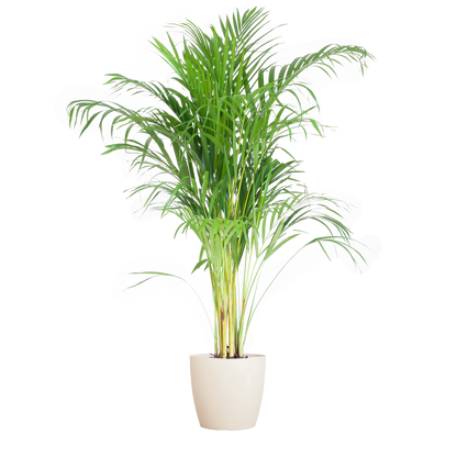 Areca Palm (Dypsis) mit Viber Weiß - 100cm - Ø21 - Pflanzfix24