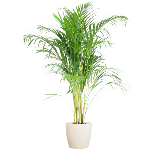 Areca Palm (Dypsis) mit Viber Weiß - 100cm - Ø21 - Pflanzfix24