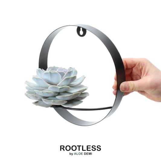 ROOTLESS Echeveria Lilacina auf schwarzem Wanddeko-Ring | Pflanzfix24.de - Pflanzfix24.de