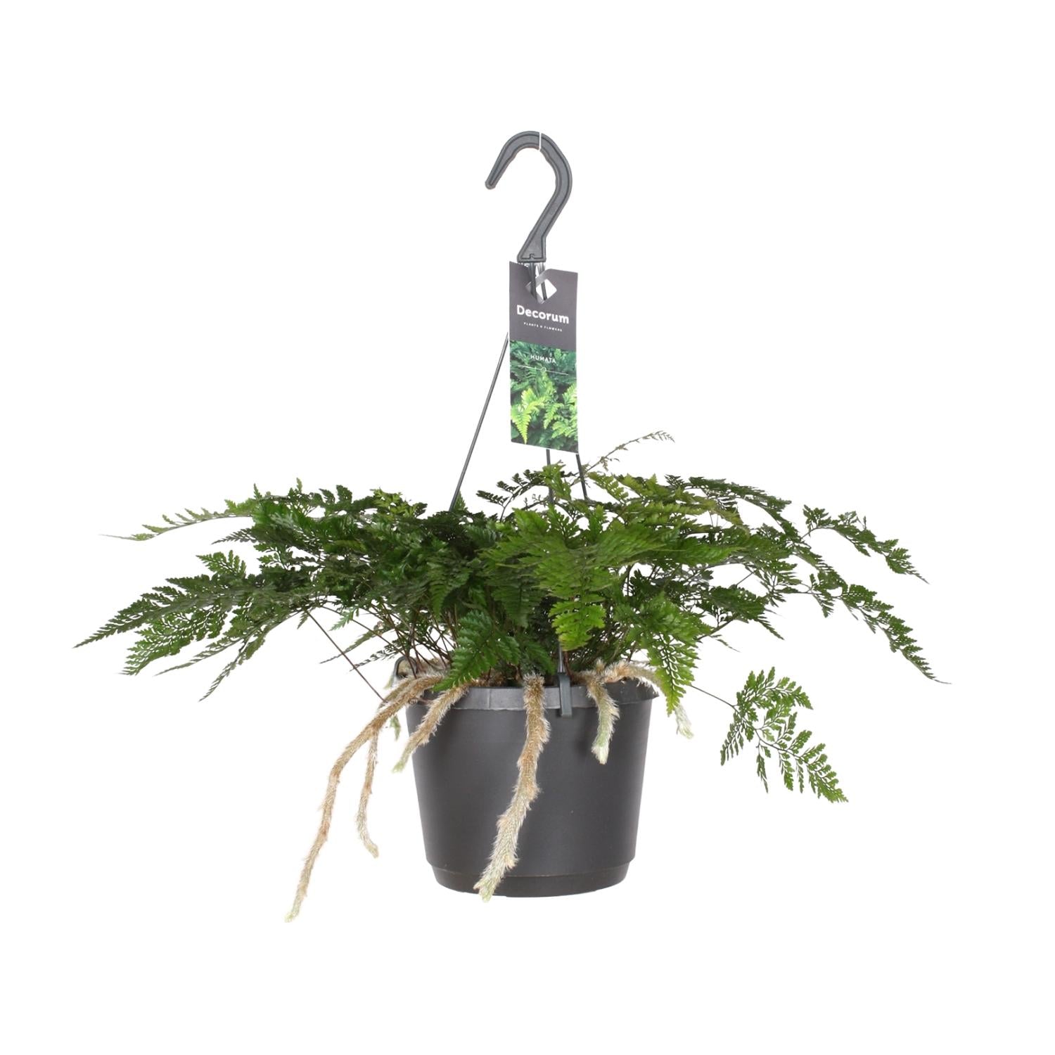 Davallia Bullata - Hasenfußfarn - 17cm Topf - Pflanzfix24.de - Pflanzfix24.de