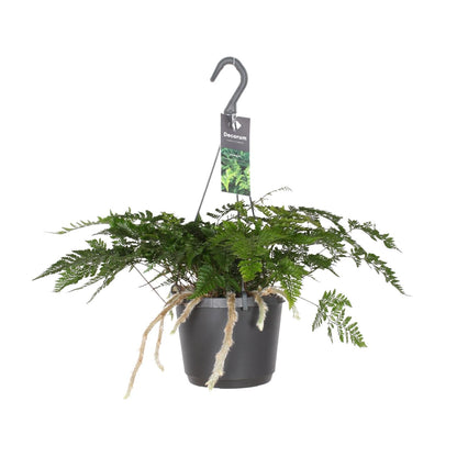 Davallia Bullata - Hasenfußfarn - 17cm Topf - Pflanzfix24.de - Pflanzfix24.de