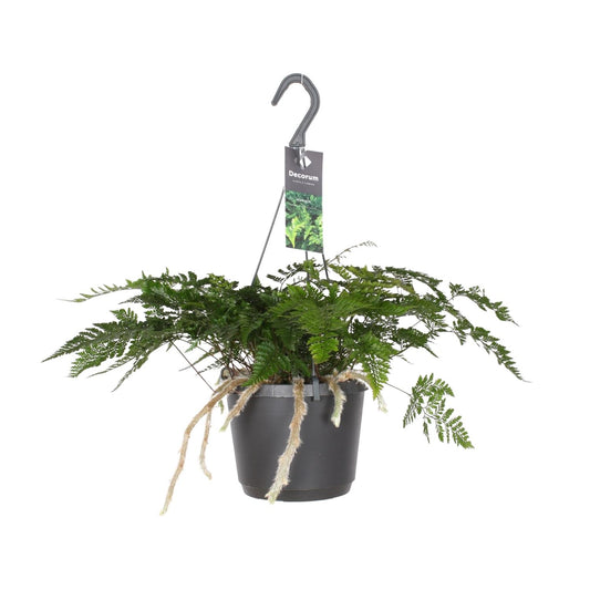 Davallia Bullata - Hasenfußfarn - 17cm Topf - Pflanzfix24.de - Pflanzfix24.de