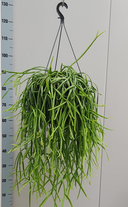 Rhipsalis Trigona - Ø25cm - ↕60cm bei Pflanzfix24