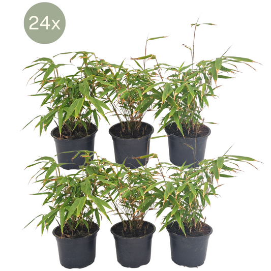 24 x Fargesia Rufa - Ø13 cm - ↕25 cm - Pflanzfix24.de - Pflanzfix24.de