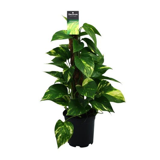 Scindapsus Epipremnum Ø15cm - Zimmerpflanze ca. 50cm - Pflanzfix24.de - Pflanzfix24.de