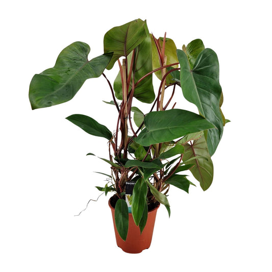 Philodendron Red Twins - Ø19cm - ↕75cm bei Pflanzfix24
