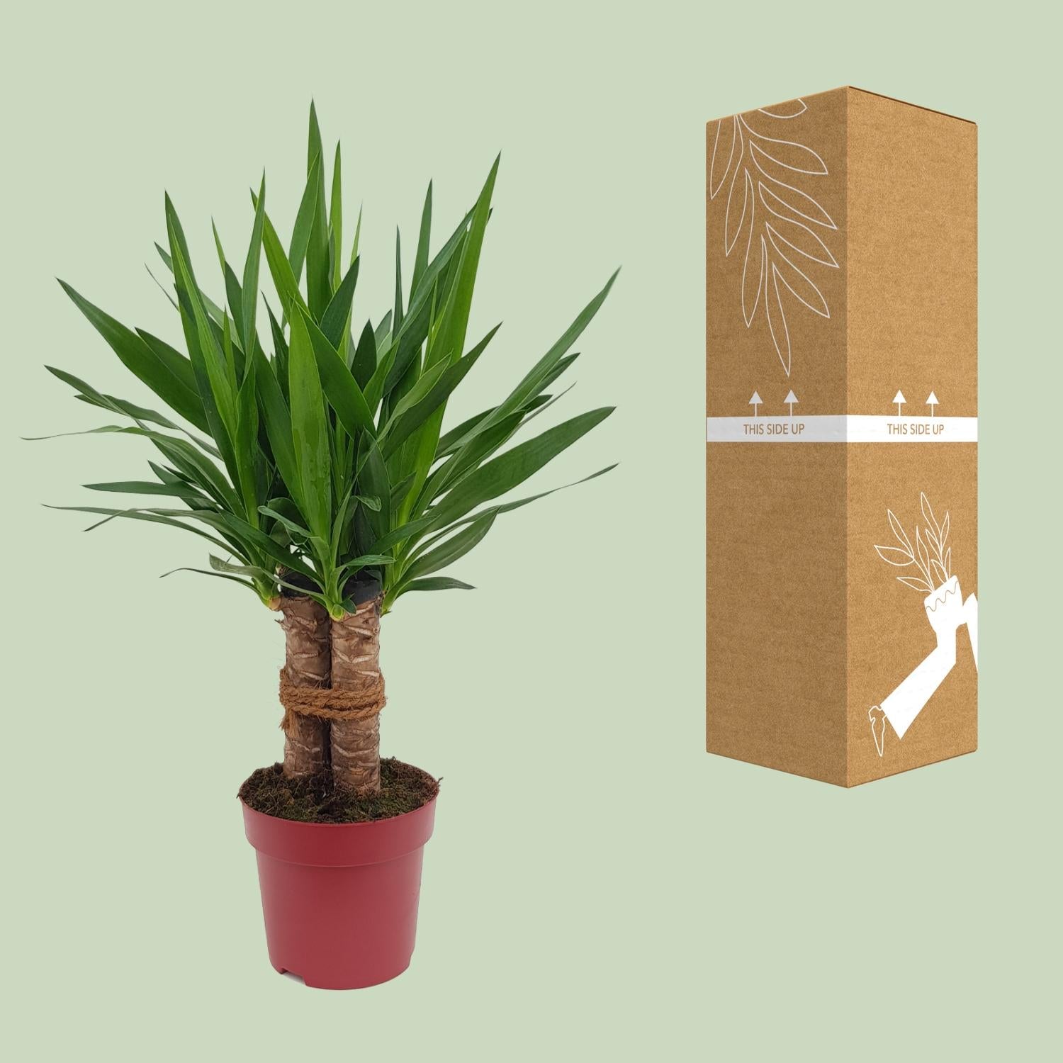 Yucca Tres Cañas Ø19cm – 70cm hoch | Pflanzfix24.de - Pflanzfix24.de