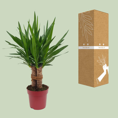 Yucca Tres Cañas Ø19cm – 70cm hoch | Pflanzfix24.de - Pflanzfix24.de