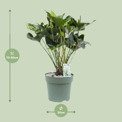 Anthurium Arrow - Ø30cm - ↕80cm - Pflanzfix24