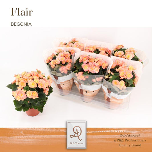 Begonia Hailey Sunset P14 Dolc'Amore® Flair - Pflanzfix24
