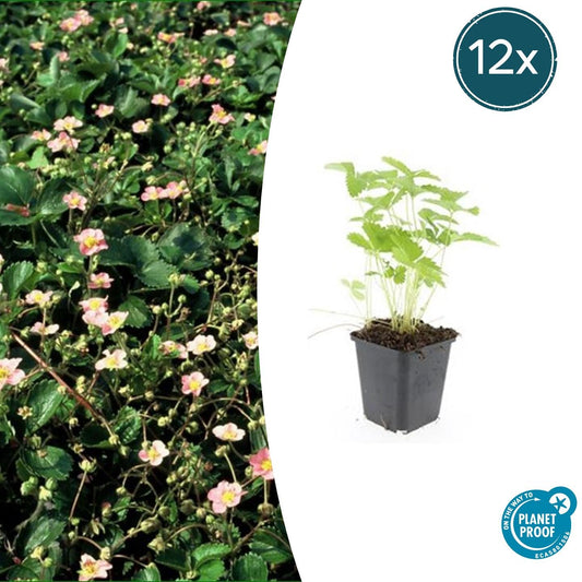 12x Fragaria vesca - Wald-Erdbeere - 10-25cm - Ø9cm - Pflanzfix24
