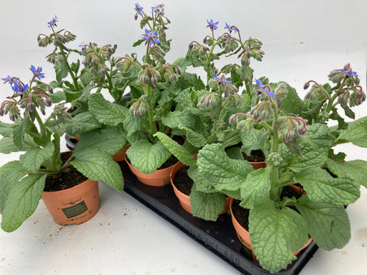 Borage Lookandtaste - Ø12cm - ↕30cm - Pflanzfix24
