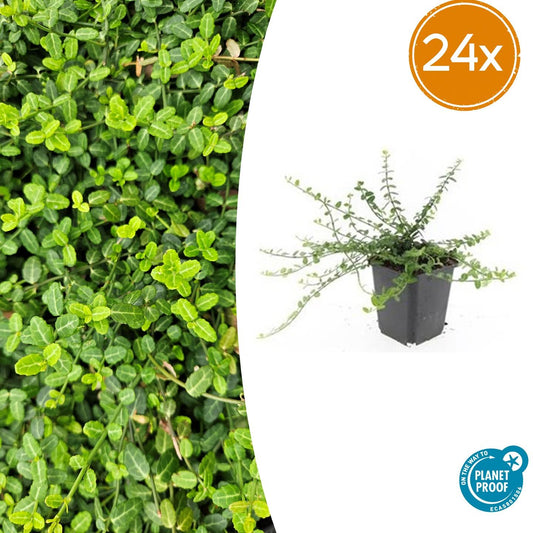 24x Euonymus fort. 'Minimus' - Pflanzfix24